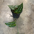 4" Monstera Siltepecana 